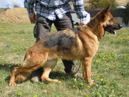 Eska De Monte Ferrari