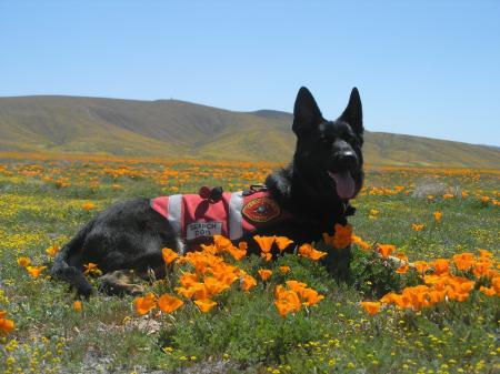 Abigail vom Hass Haus