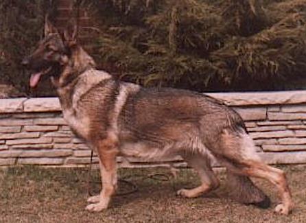 Lee Ray's Convictrix