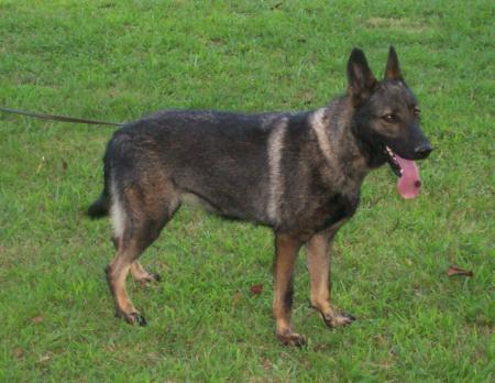 Deltahaus Coco vom Holtzberg