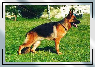 V7 ITALIA Zisca di Casa Appula