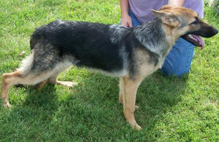 Beattys Ezra vom Mambo Shaq