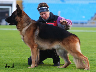 CH RUS Charly vom Urstromtal