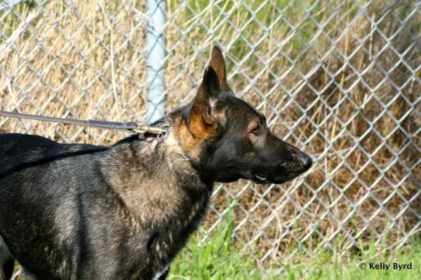 Danke von Schraderhaus