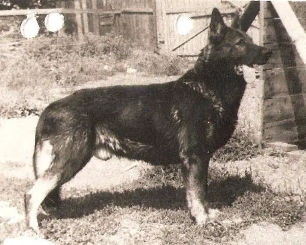 Zito von Marongstein