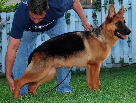 VP-1 Luca von Jagenstadt