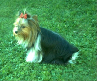 - Barbi vom Alpenland