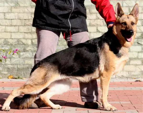 SG Frigie Opavia Hof