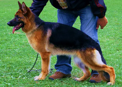 Yara vom Haus Farrenkopf