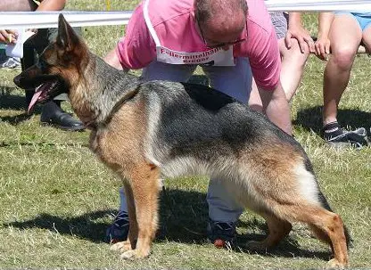 V SG37(BSZS 2007) Gitti vom Frankengold