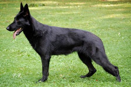 V Aska von Casa Arado