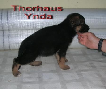 THORHAUS YNDA