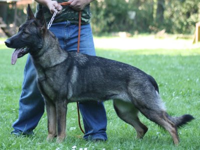 SG Perla Majoruv haj