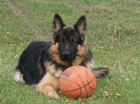 Vargas Lektro SixGun Lakota