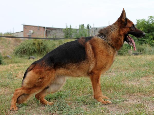 V1 CH (UA) Orlando vom Osterberger-Land