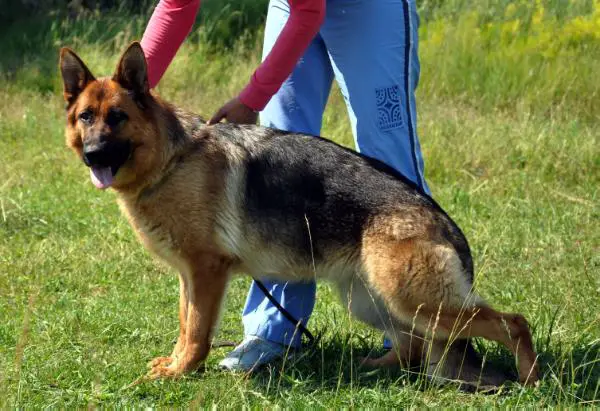 Roxette vom Frankengold