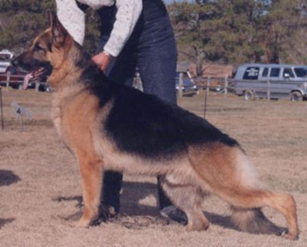 2006 GV CH (US) Trafalgar's Premium Blend