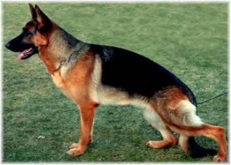 V HZSH 2004/2005 ster leika aus famkes zauberwald