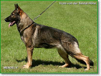 SG Vroni von der Salztal-Höhe