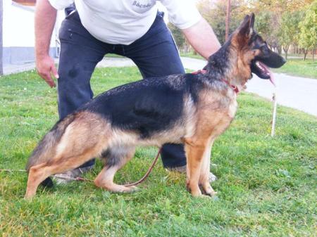 Sugovicai Bácsőr India