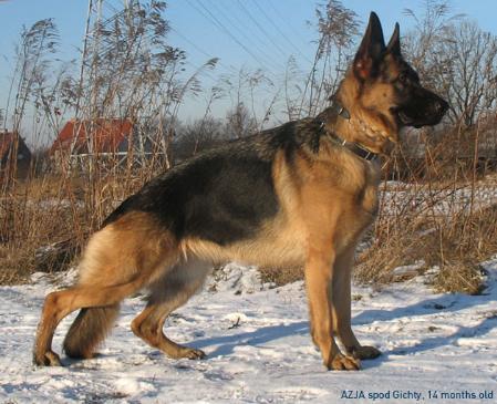 AZJA spod Gichty FCI