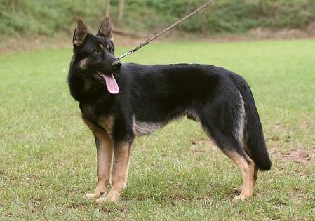 Cim von den Raptoren