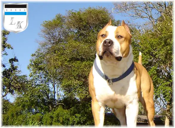 Mystiks Tango Crescente Azul