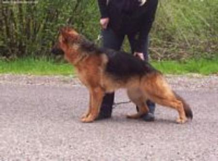 Ulme du Void des Roches