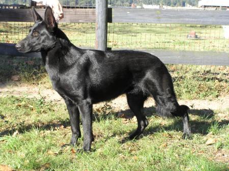 Alona of Black Dog Farm