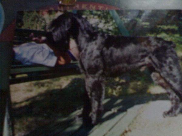 Stablemasters Heartbreaker