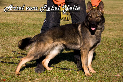 Ariel vom Rebel Yelle