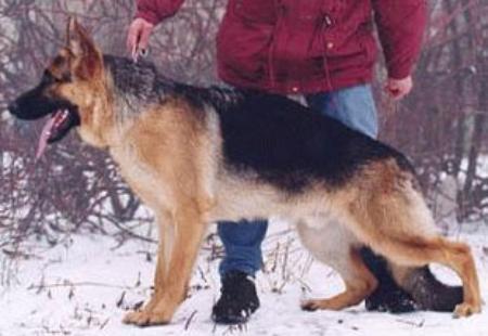 Ingermanlandia Taiger