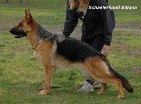 V (AUS) Schaeferhund Eldana