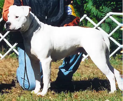 CH (UKC/UWP/NKC) Hamilton Templar's Belladonna