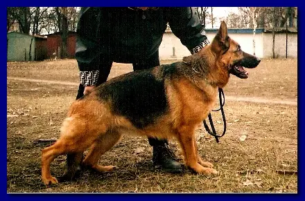 V(UA) D Berta ot Yakova