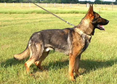 Tarnoki-Felvigyazo Rasputin