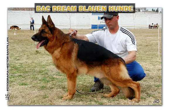 Bac Dream Blauen Hunde