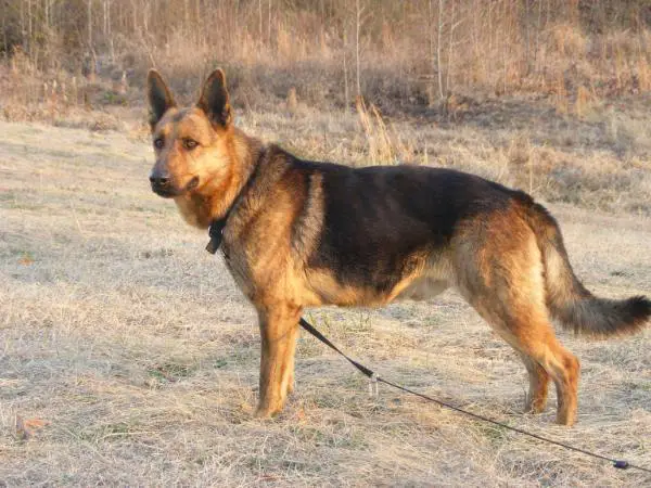 I C A Copper Von Mann