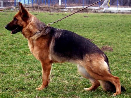 SG1 Sina vom Poxdorfer-Tannenhof