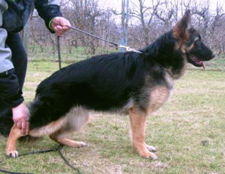 SG1 TARA von HAUS MILESEVAC