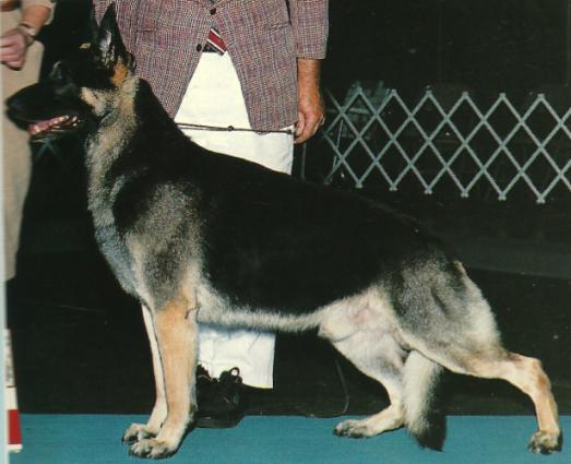 CH Dreamweaver's Heineken