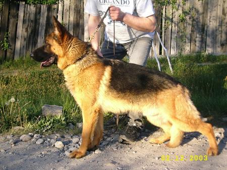 Nero Vom Silbersteineck