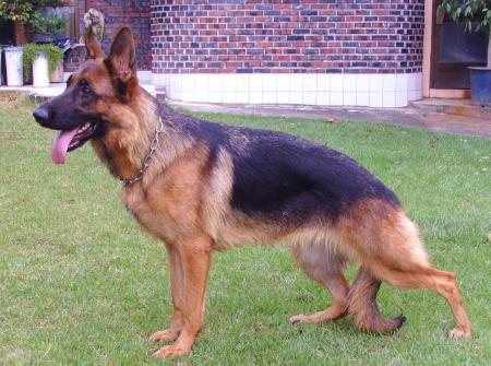 D-Akacia of House Sangdong