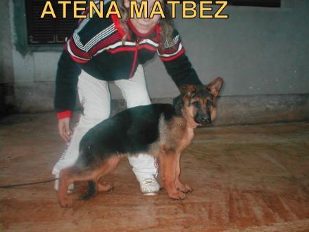Atena Matbez