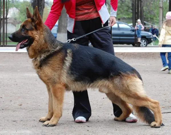 Oskar von Osten Herz