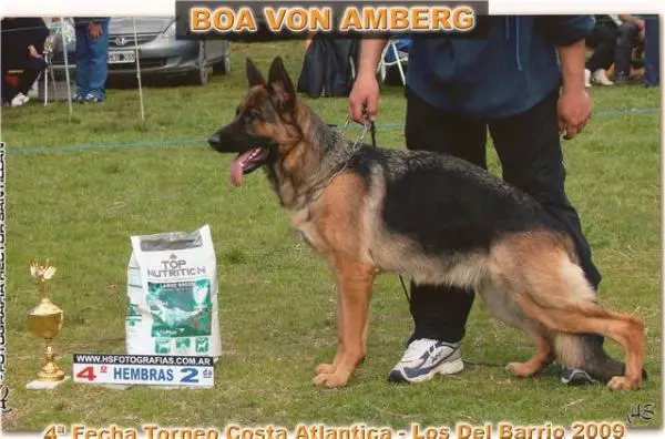 Boa von Amberg