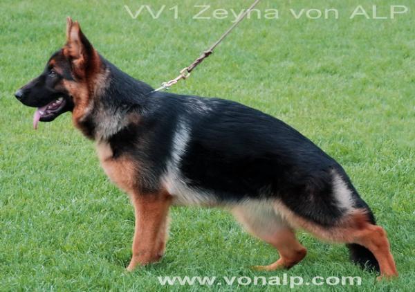 VV1 (TR) Zeyna von Alp