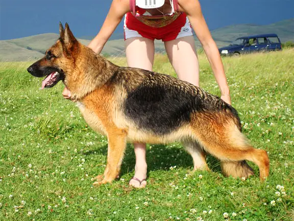 EXC. Iren s Sajanskih Gor