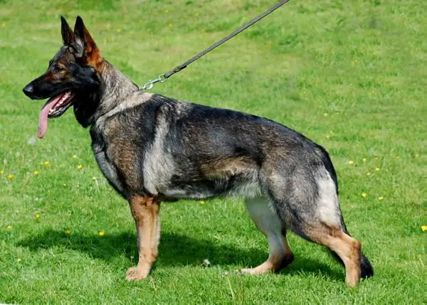 SG Fly von Gut Korten