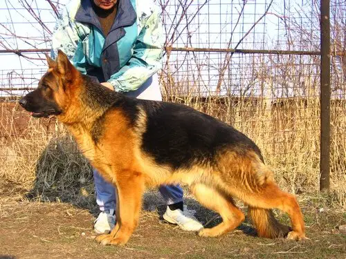 Mein Stern Sanador
